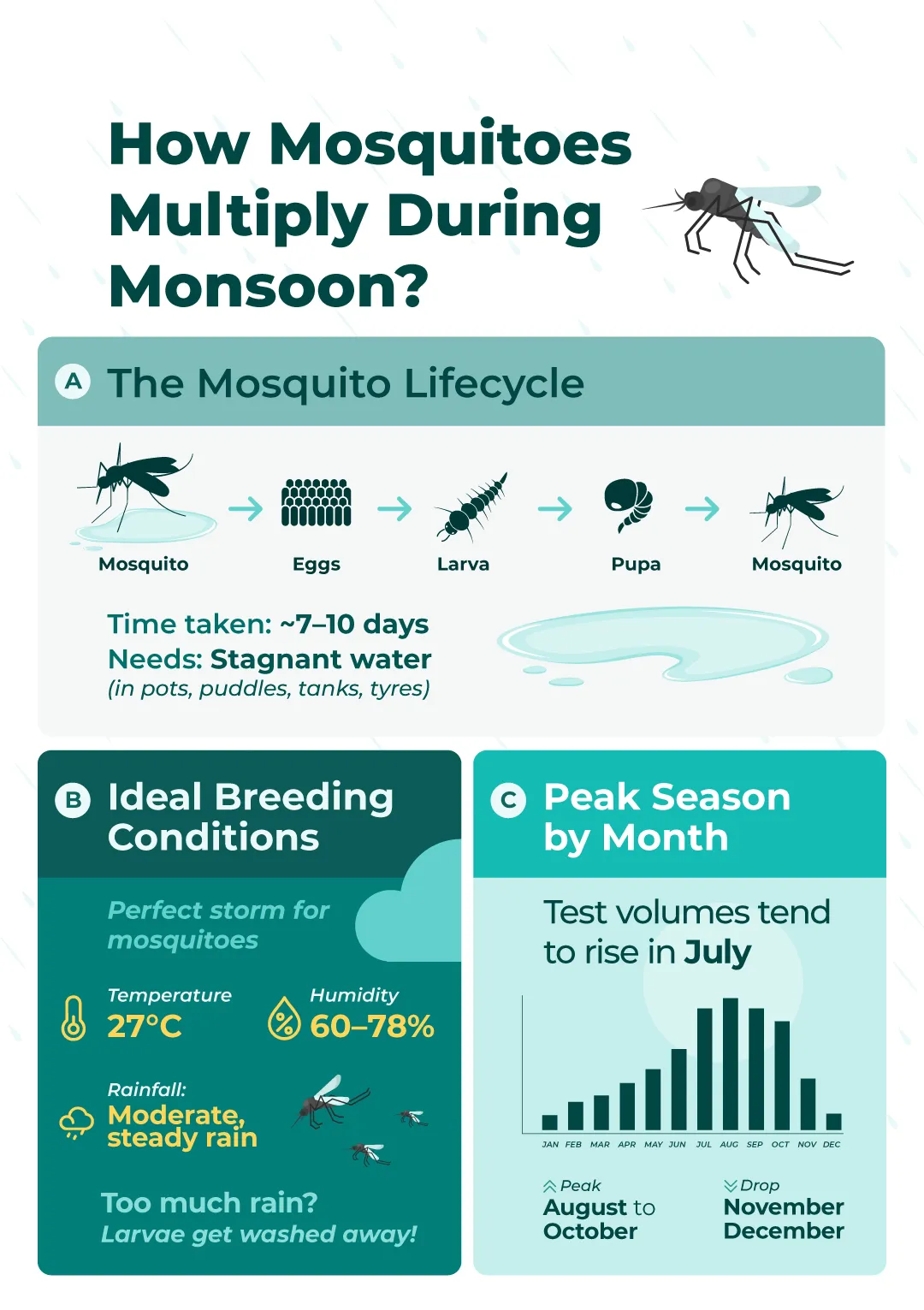 Infographic of how monsoon links to dengue