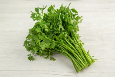 coriander 