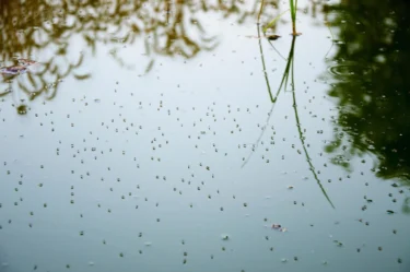 mosquito on stagnant water