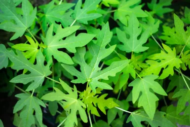 papaya leaf