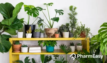 indoor plant