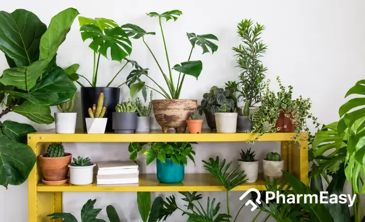 indoor plant