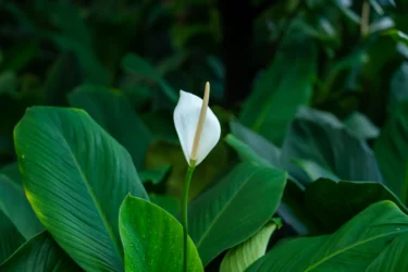 peace lily