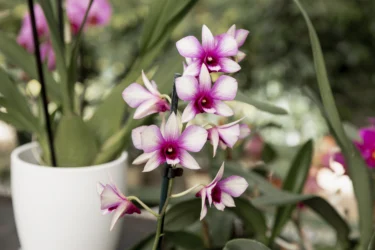 potted orchids