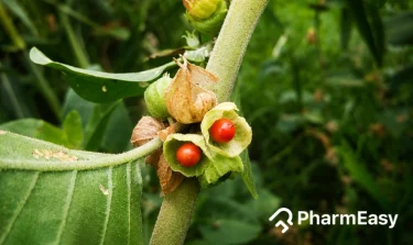 ashwagandha benefits