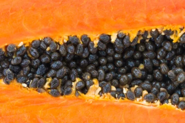 papaya seeds for antimicrobial properties