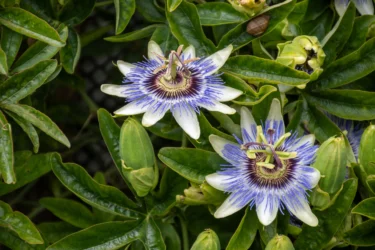 passionflower