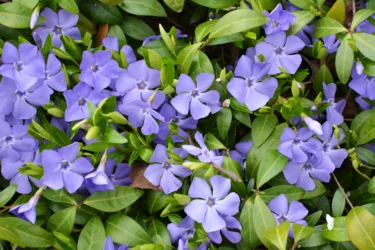 periwinkle sadabahar