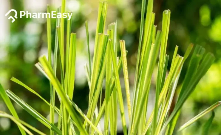 lemongrass