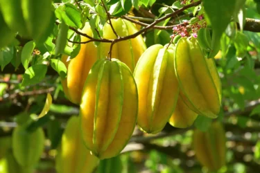 star fruit