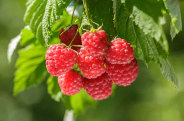 raspberry