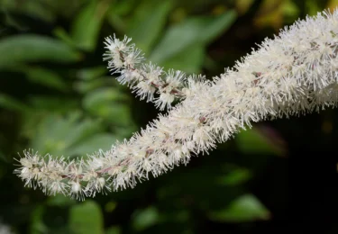 black cohosh root