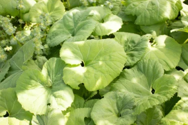 butterbur