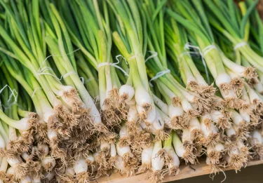 spring onion