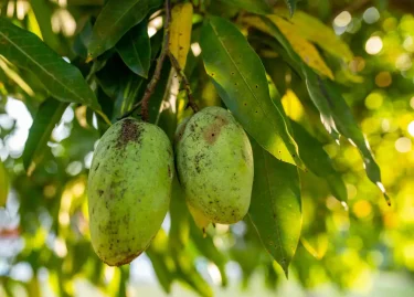 raw mango