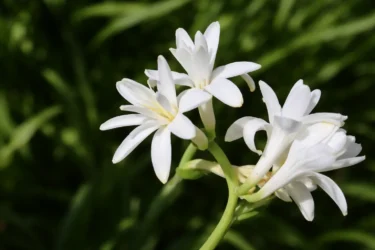 tuberose