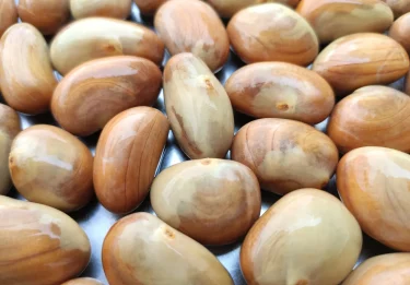jackfruit seed