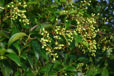 trayodashang guggulu as an antioxidant 