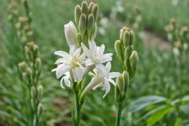 tuberose