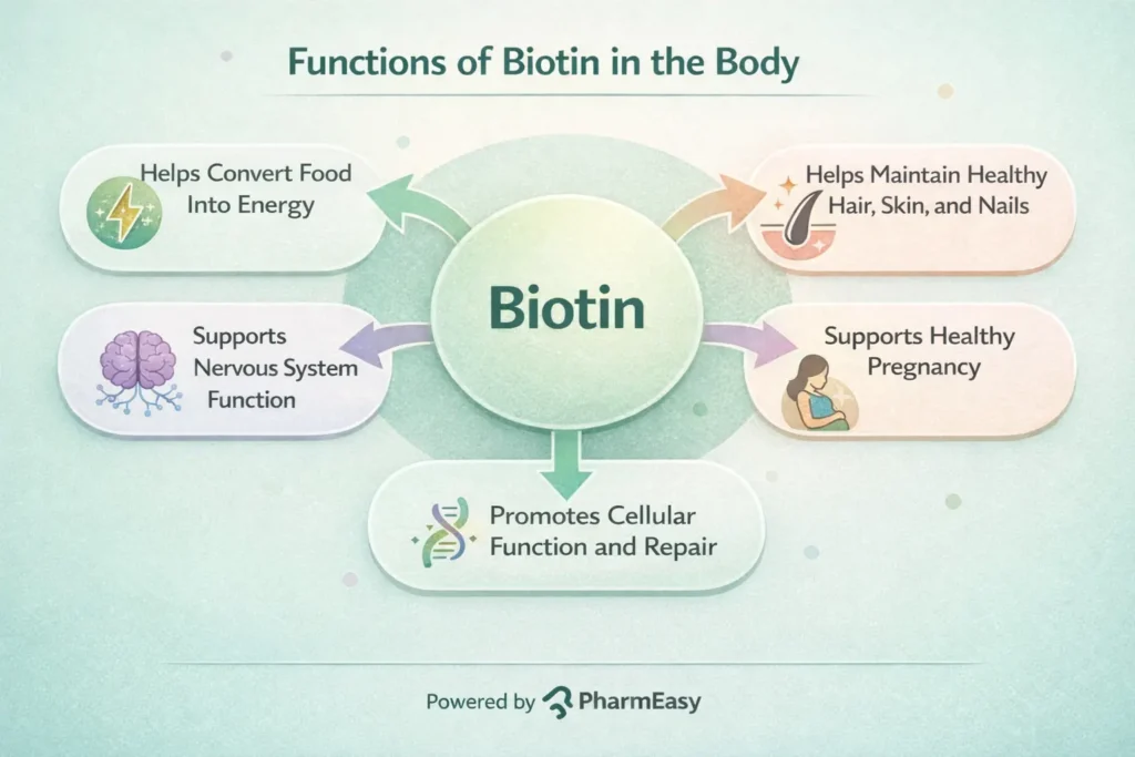 functions of biotin in the body