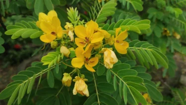 senna