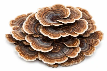 turkey tail
