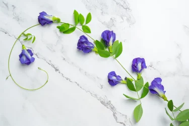 Butterfly Pea Flower