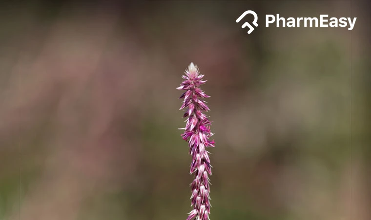 Achyranthes Aspera (Chaff Flower): Uses, Benefits & Side Effects