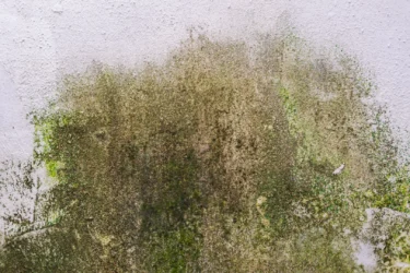 mould