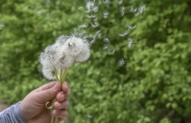 pollen