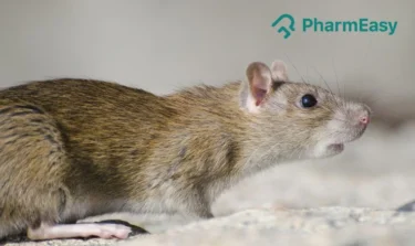 hantavirus