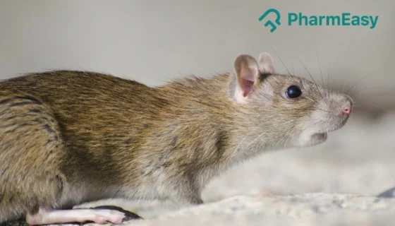 hantavirus