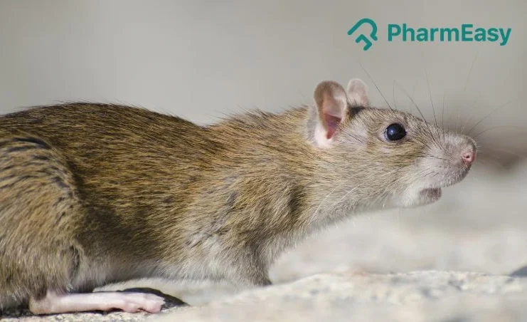 hantavirus