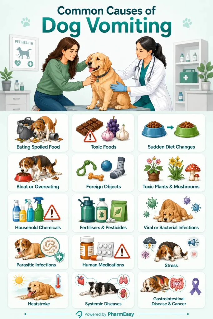 Causes of Dog Vomiting