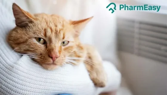 cat vomiting