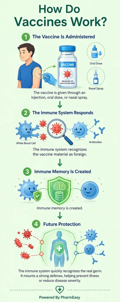 how do vaccines work