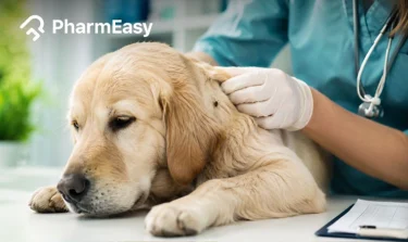 tick fever in dogs