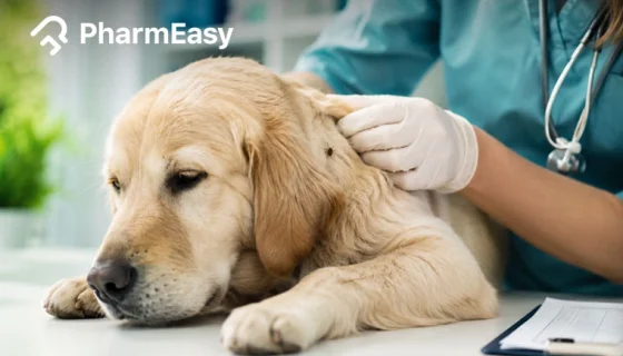 tick fever in dogs