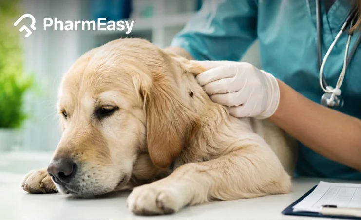 tick fever in dogs