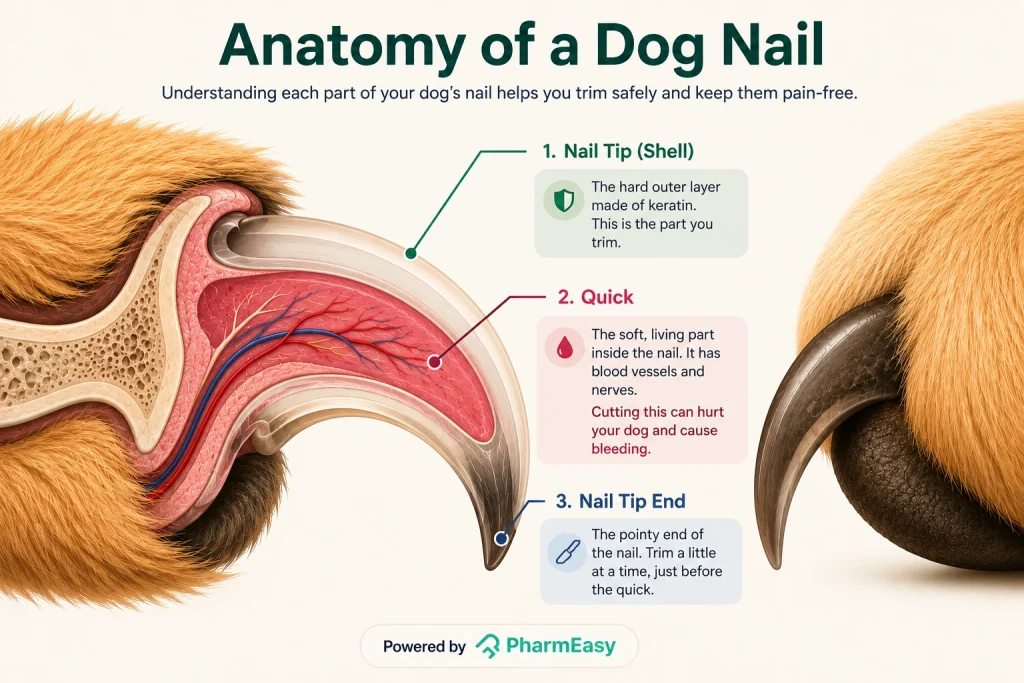 Anatomy of a dog nail