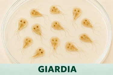 giardia-dog deworming