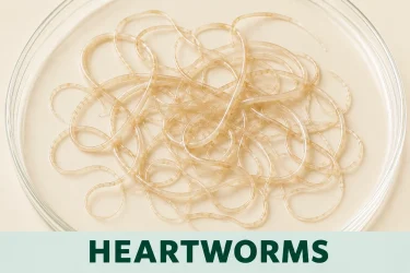 heartworms-dog deworming
