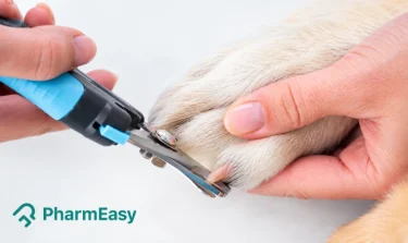 how to trim dog nails safely at home