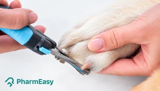 how to trim dog nails safely at home