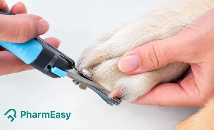 how to trim dog nails safely at home