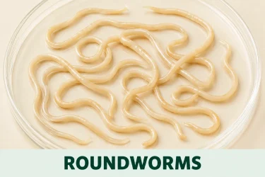 Roundworms