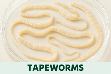 tapeworms