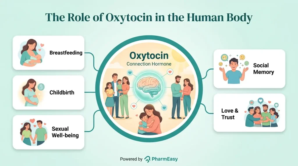 The Role of Oxytocin in the Human Body