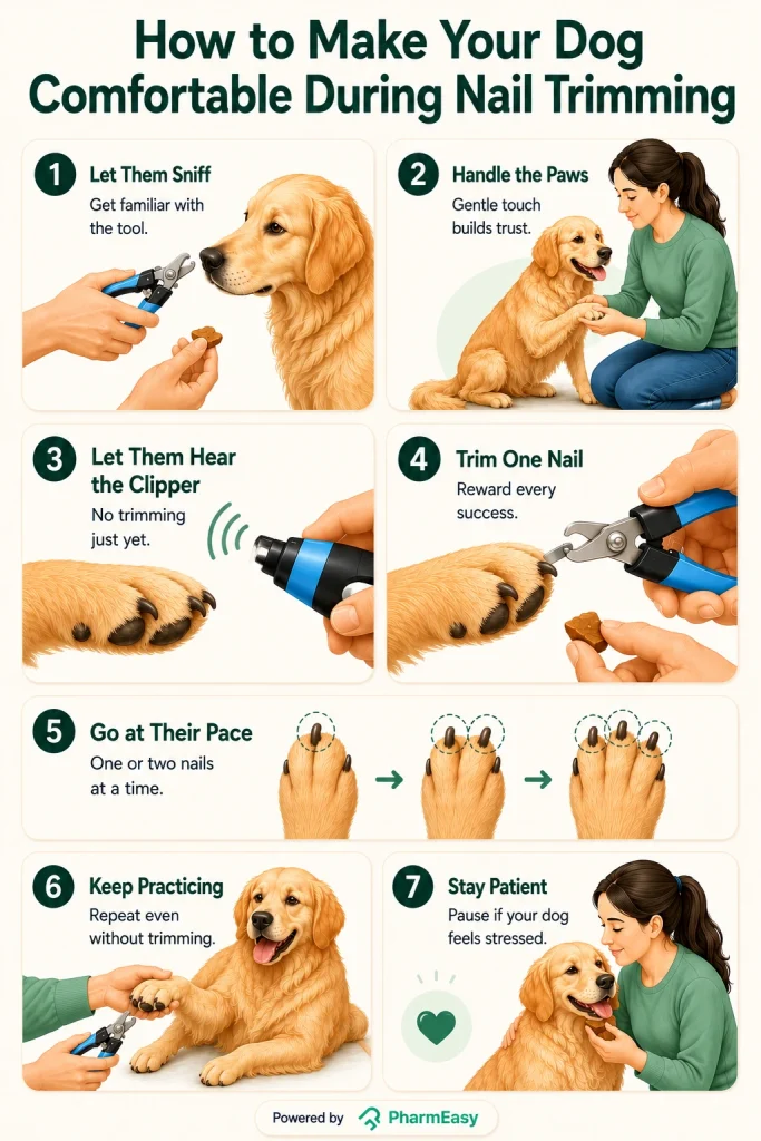 Tips to Keep Your Dog Calm During Nail Trimming