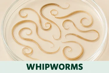 whipworms